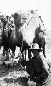 Arash kneeling, camels