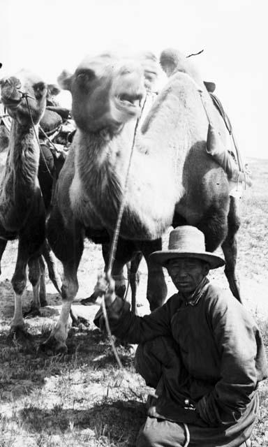 Arash kneeling, camels