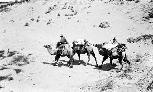 Camels in hollow of dunes