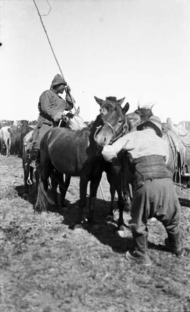 Haltering caught horses