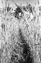 Yutaoho, Shansi, June 1935, close-up between rows of irrigated wheat