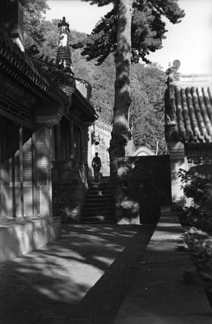 Chieh T'ai-Ssu, terrace and tree with person on steps