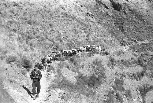 Donkey caravan, unforested, eroded hillside, near T'an Che Ssu