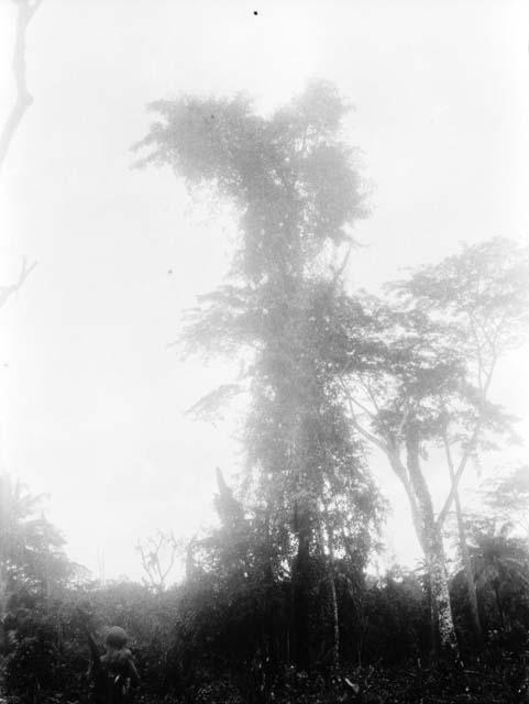 Tree housing group of monkeys, Kirepo clan