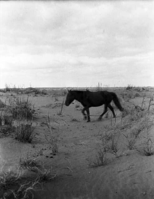 West Edsingol, type of donkey