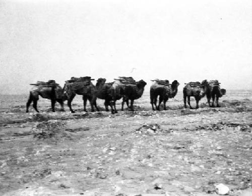 Camels after blizzard, seven loaded camels walking a long snowy plain