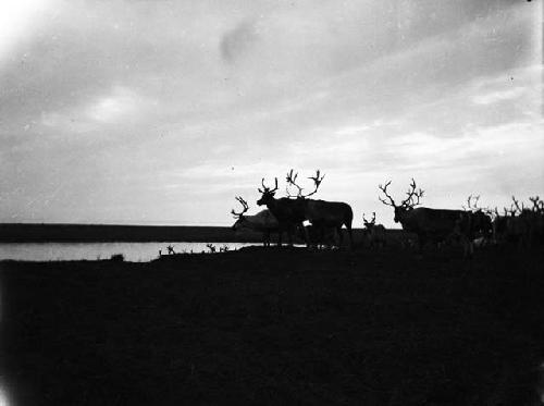 Antlered deer silhouetted against the midnight sun