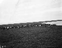 Herd of reindeer for slaughter