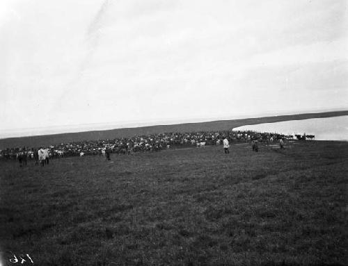 Herd of reindeer for slaughter