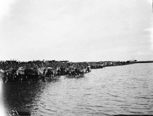 Herd of reindeer for slaughter