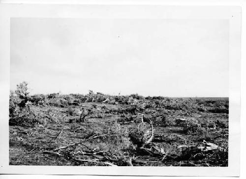 Southwest of clump of trees