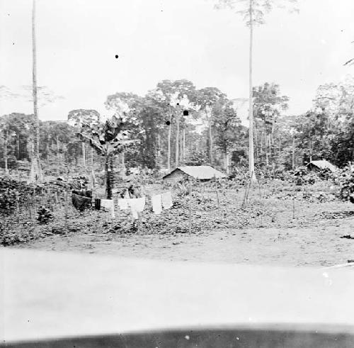 Back yard at Lolo