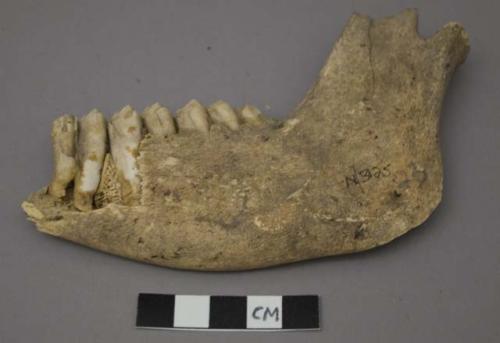 Faunal remains, Desert Pronghorn Antelope, mandible, right side, teeth