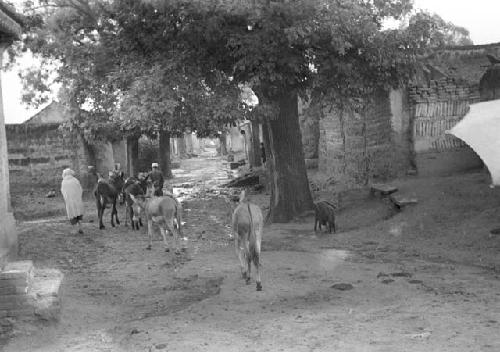 Yard with donkeys, goat, people, two buildings, and large tree