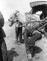 Man leaning over hoof of a horse hitched up to cart