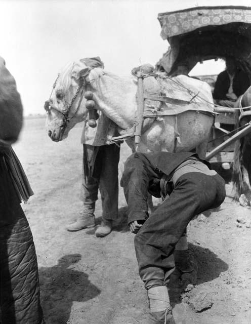 Man leaning over hoof of a horse hitched up to cart