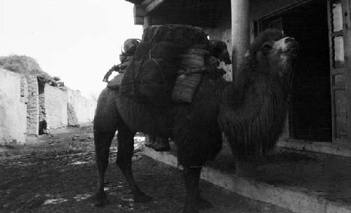 Loaded camel on a street in front of a building