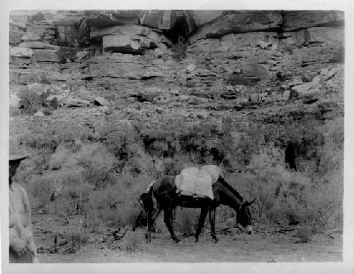 Salt Creek just above mouth of Beef Basin Canyon