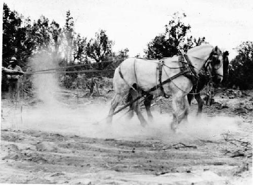 Team pulling trees