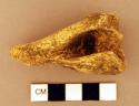 Animal bone fragment, distal humerus