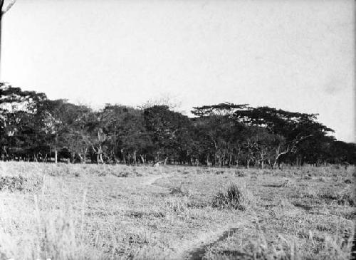 Loma de los Muertos, trees on site looking northwest