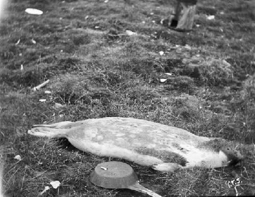 Common hair seal