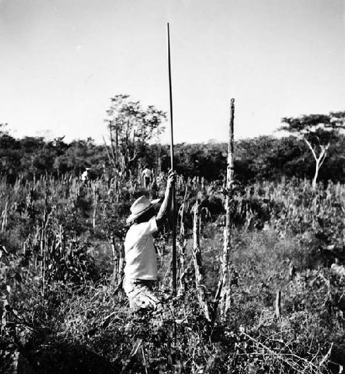 Jones' rodman, Lucio Garcia in a milpa at Mayapan