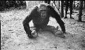 Chimpanzee sitting on the ground