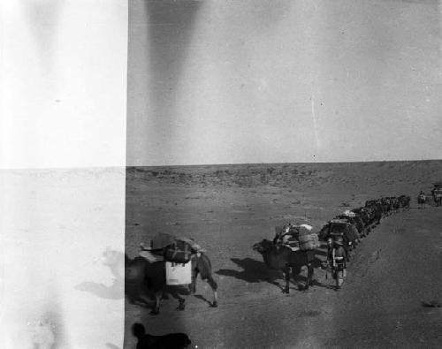 Caravan approaching East Edsin Gol, long line of camels along desert terrain