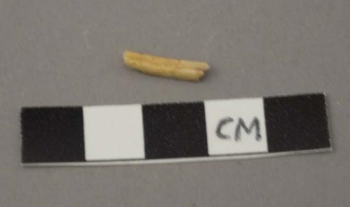 Faunal remain, lagamorph (rabbit), tooth, premolar