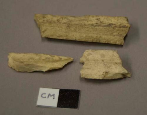 Animal bone fragments, possibly fossilized