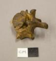 Animal bone, vertebra fragment