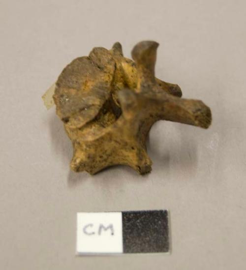 Animal bone, vertebra fragment