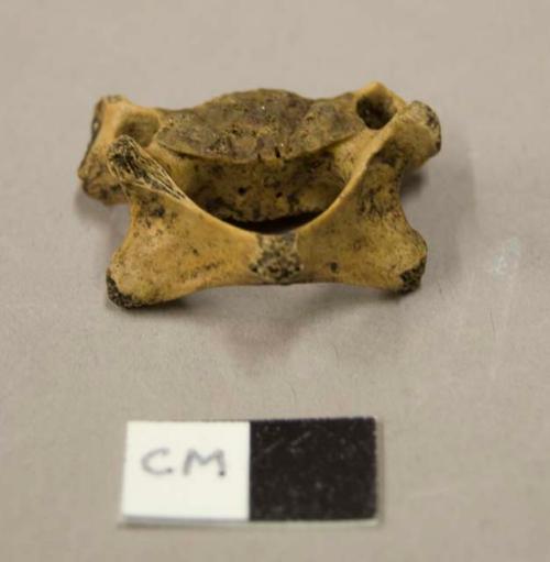 Animal bone, vertebra fragment