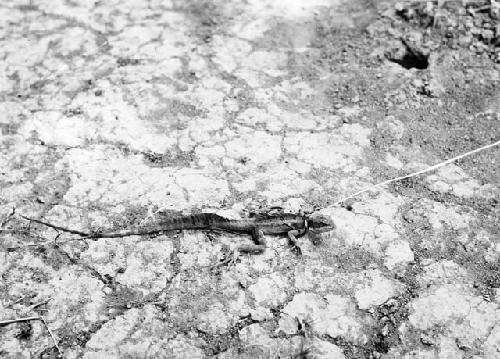 Lizard on a leash