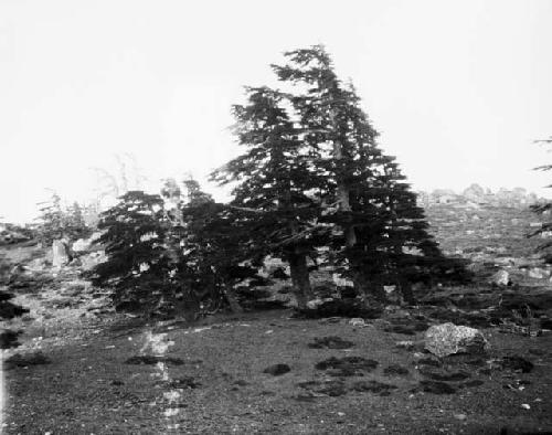 Cedars of Lebanon