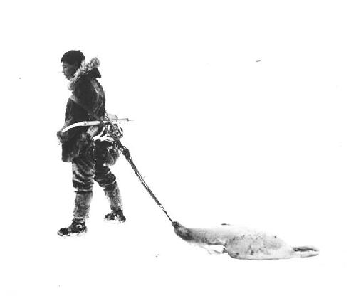 Eskimo man dragging a seal