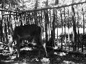 Stag in pen in garden