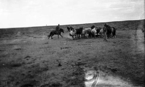 Rounding up horses