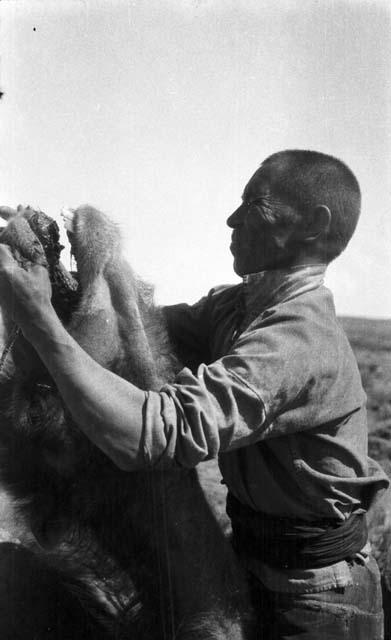 Arash inserting peg in camel's nose