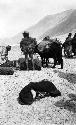 Bare legged men loading up a yak, with pack pony