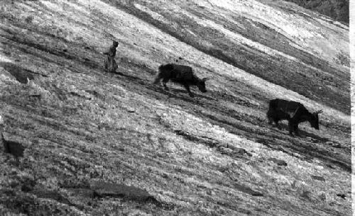 Two loaded yaks and a man descending a hillside