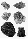 Potsherds showing corrugations on necks of ollas