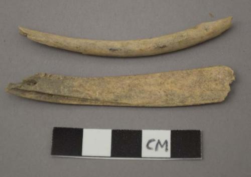 Faunal remains, small mammals, ribs, fragments