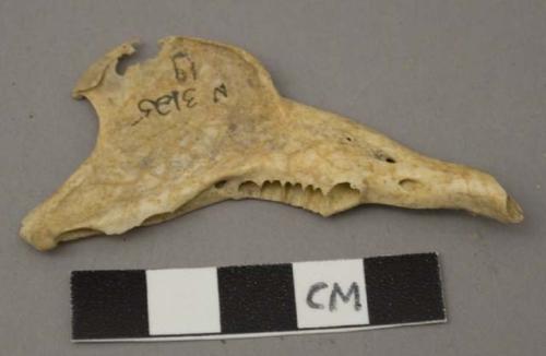 Faunal remains, lepus, mandible, left side