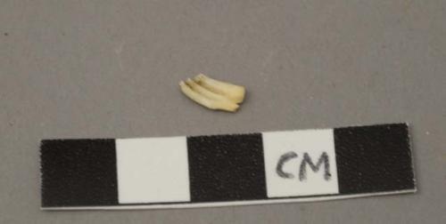 Faunal remain, ondatra zibrthicus (muskrat), tooth