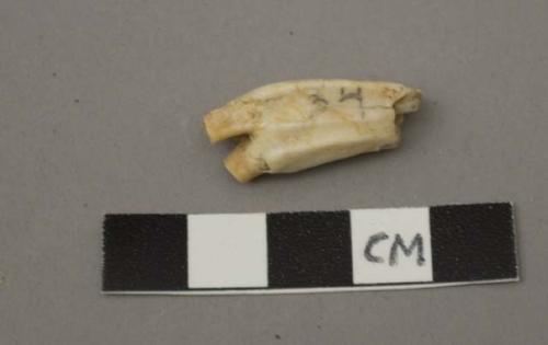 Faunal remain, bovid/bison?, tooth, premolar