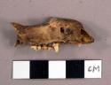 Faunal remains, fragments, cat?