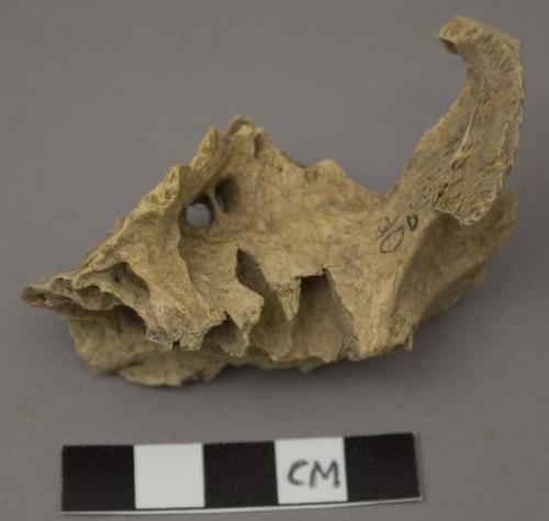 Faunal remains, Castor, (beaver), maxilla