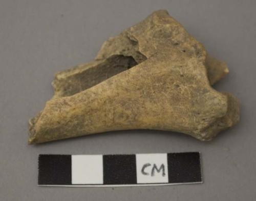 Faunal remains, odocoileus, white tailed deer, radius, left side